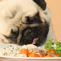 Come scegliere il cibo migliore per il tuo cane