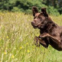 Labrador Retriever: Esercizi fisici per il tuo cane