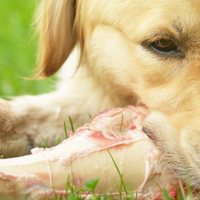 Posso dare le ossa al cane?