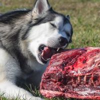 Guida per l'alimentazione BARF: una dieta Naturale per i Cani di taglia Media e Grande