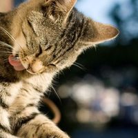 6 motivi per cui il vostro gatto non si lava