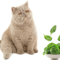 I gatti possono mangiare spinaci?