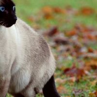 La genetica del colore del Gatto Siamese
