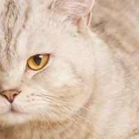 Forfora nel Gatto: Le cause e il trattamento della forfora