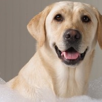 Dove devo fare il bagno al mio cane?