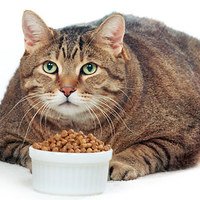 Cibo per gatti: Calorie e Quantità