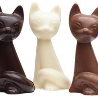 La cioccolata è davvero tossica per i gatti?