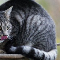 Domande frequenti sui gatti e la loro attitudine alla caccia