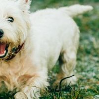 I sintomi dei vermi nei cani