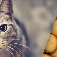I gatti possono mangiare le patate?