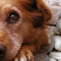 Benefici degli integratori di aglio per i cani