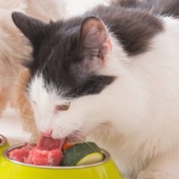 Come far smettere al vostro Gatto di mangiare cibo per Cani