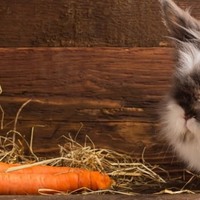 Cibi che sono pericolosi (o velenosi) per i conigli