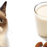 I gatti possono bere il latte di mandorle?