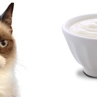 I gatti possono mangiare lo yogurt?
