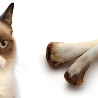 I gatti possono mangiare le ossa di pollo?