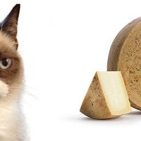 I gatti possono mangiare il formaggio?