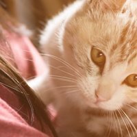 Le Donne incinte che hanno un Gatto devono stare attente alla Toxoplasmosi?