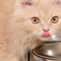 Guida alla corretta alimentazione del tuo gattino
