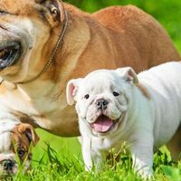 8 curiosità sul Bulldog Inglese
