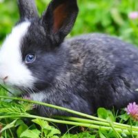 Prendersi cura dei conigli: i fatti in breve