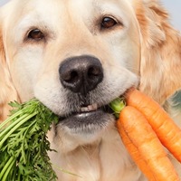 La Verità riguardo le Diete Vegetariane per Cani