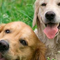 8 rimedi casalinghi contro le pulci nei cani