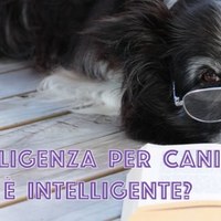 Test di Intelligenza per Cani: Il tuo cane è intelligente?