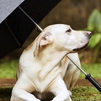 Cosa fare se il vostro cane si rifiuta di andare a fare i suoi bisogni sotto la pioggia
