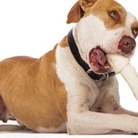 Ossa di pelle per cani: è sicura o fa male ai cani?