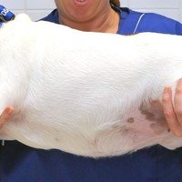 5 modi per combattere la diffusione dell’obesità tra gli animali domestici