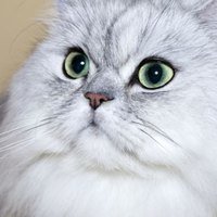 Problemi comuni della pelle per la razza dei Gatti Persiani