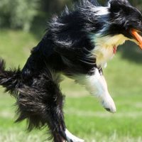 Scoprire il livello energetico di un cane