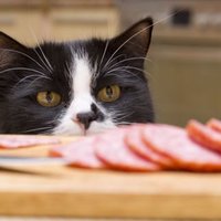 10 Errori comuni nell'alimentazione del Gatto