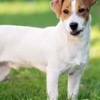 8 Curiosità sul Jack Russell Terrier