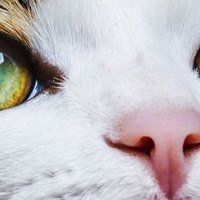 Perché gli Occhi dei Gatti si Illuminano al Buio?