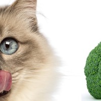 I gatti possono mangiare i broccoli?