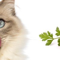 I gatti possono mangiare le carote?