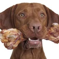 I Cani Possono Mangiare Ossa di Agnello?