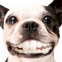 Le crocchette aiutano a mantenere i denti del cane in buone condizioni?