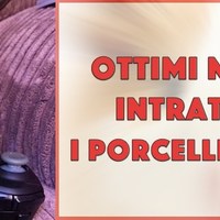Ottimi modi per intrattenere i porcellini d’India