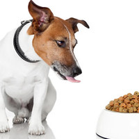 Come rendere il cibo secco più appetibile per il vostro cane