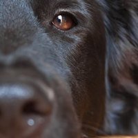 Mal di stomaco nei Cani: Come identificare e curare il mal di pancia
