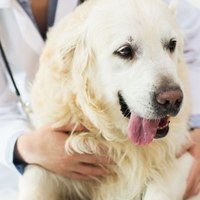 Si può vaccinare una cagnolina incinta?