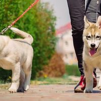 Pressione alta nei Cani: sintomi, rimedi, dieta e cura per l'ipertensione