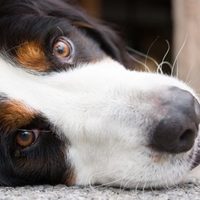 Mal di stomaco nei cani: rimedi casalinghi approvati dal veterinario