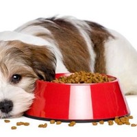 Quando va bene dare del cibo scaduto o degli avanzi (vecchi) al proprio cane?