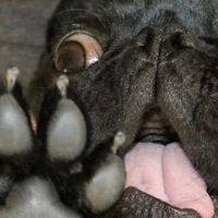 Si possono rimuovere le unghie al proprio cane?