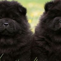 Chow Chow: 5 fatti interessanti sul cane leone