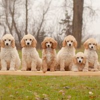 Accoppiamento tra cani: preoccupazioni e procedure importanti
